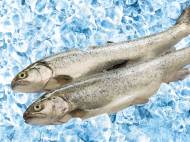 LIdl świeże ryby od 20 marca 2014
