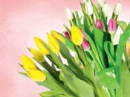 Lidla kwiaty na Dzień Kobiet od 8 marzec 2014