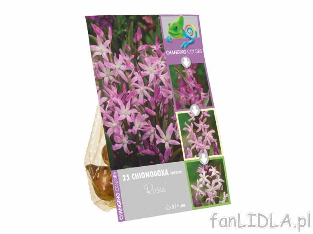 Cebulki kwiatowe , cena 6,99 PLN za 1 opak. 
- do wyboru cebulki różnych odmian, ...