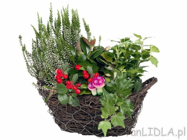 Rośliny w koszyczku , cena 24,99 PLN za 1 opak. 
- różne zestawienia, m.in. ...