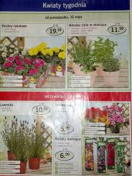 Kwiaty tygodnia - gazetka z kwiatami. Rośliny rabatowe, włoskie ...