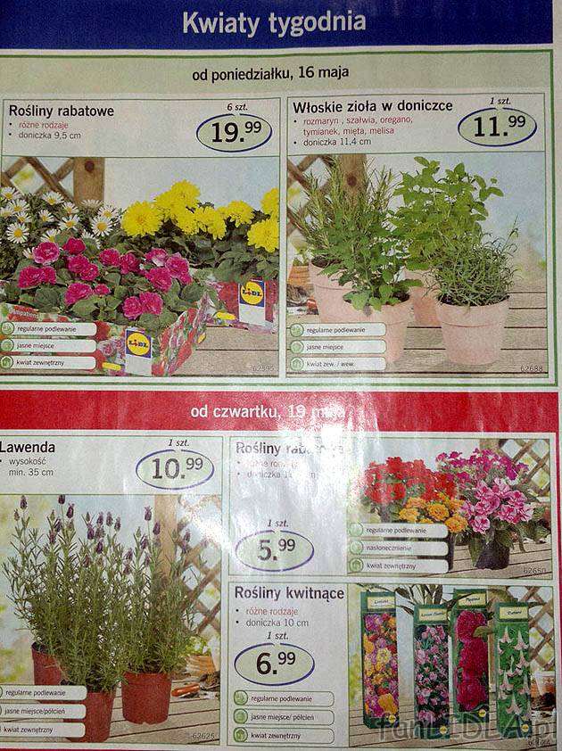 Kwiaty tygodnia - gazetka z kwiatami. Rośliny rabatowe, włoskie zioła. Lawenda, ...