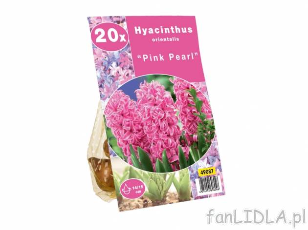 Cebulki hiacyntów , cena 14,99 PLN za 1 opak. 
- 20 sztuk cebulek hiacynta w odmianach:
 ...