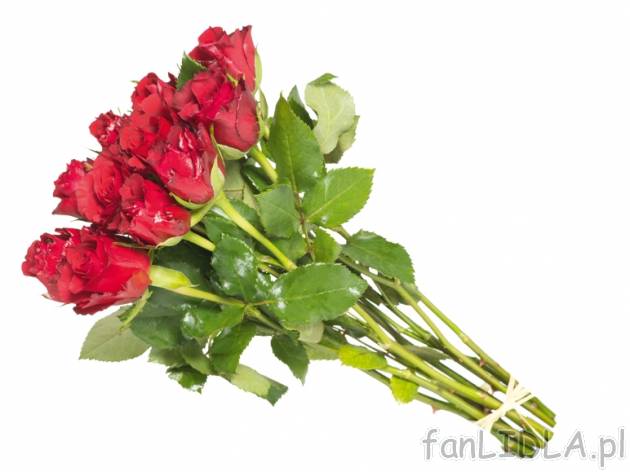Róże 13 szt. , cena 8,99 PLN za 1 opak. 
- wys. 35 cm 
- 13 szt. w bukiecie ...
