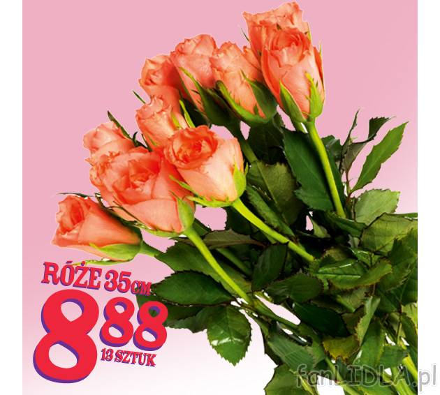 Róże , cena 8,88 PLN za 13 szt. 
-  Róże 
-  35 cm 
-  8.88 
-  13 sztuk
