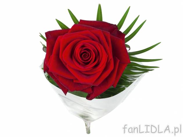 Róża 60 cm premium , cena 7,99 PLN za 1 szt., dostępna 13,02 i 14,02 PLN. 
- ...