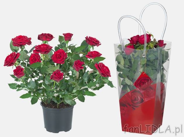 Różyczki w torebce , cena 16,99 PLN za 1 szt., dostępne od 11,02 PLN. 
- dostępne ...