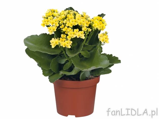 Rośliny kwitnące , cena 9,99 PLN za 1 szt. 
Kalanchoe
kwitnie obficie również ...