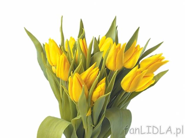 Tulipany 7 szt. , cena 7,99 PLN za 1 opak. 
-  7 szt. w bukiecie
-  wysokość: 35 cm