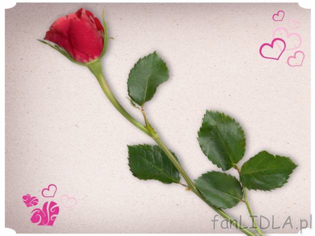 Róża premium , cena 8,88 PLN za 1 szt. 
- minimalna długość 60 cm
- pąk ...