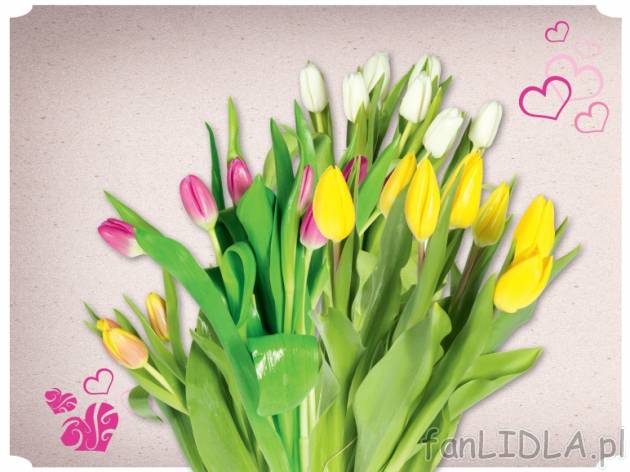 Tulipany 7 szt. , cena 5,55 PLN za pęczek 
- wysokość minimum 35 cm
-Opinia ...