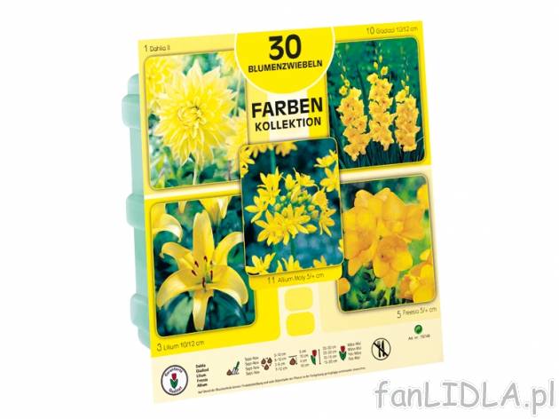 Cebulki kwiatowe-kolekcja , cena 11,99 PLN za 1 opak. 
- Kolekcja: niebieska, żółta, ...