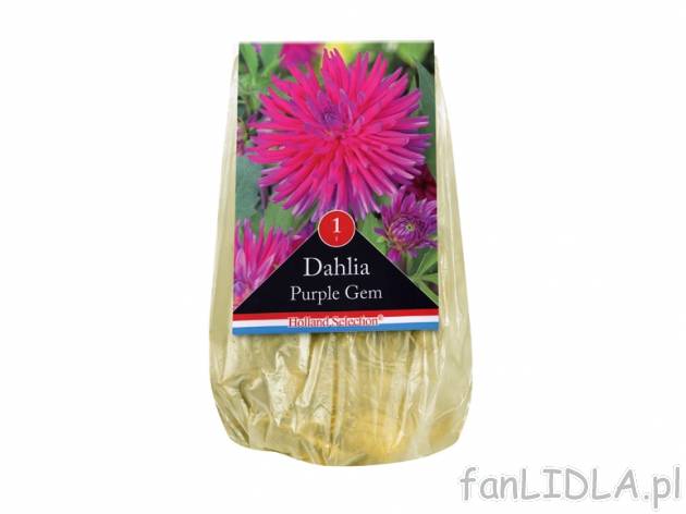 Cebulki kwiatowe jesienne , cena 4,99 PLN za 1 worek 
-  Różne rodzaje