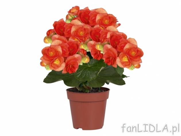 Begonia , cena 0,00 PLN za 
- nazwa rodzaju pochodzi od nazwiska francuskiego botanika ...