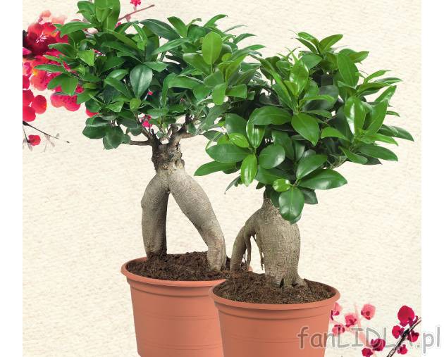 Fikus bonsai , cena 9,99 PLN za 1 szt. 
-  wysokość 30 cm